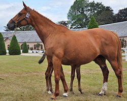 broodmare Julia de la Sapaie (Selle Français, 1997, from Galoubet A)