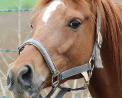 Pferd Pocahontas (Deutsches Reitpony, 2007, von Pilatus)