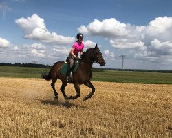 broodmare Funny (Hanoverian, 2005, from Fabriano)