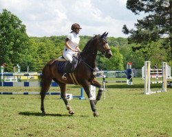 Springpferd Loreane (Zangersheide Reitpferd, 2007, von Luciano van de Laarsheide)