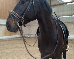 dressage horse Django Camaro (German Sport Horse, 2013, from Decurio 3)