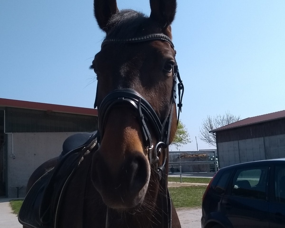 horse Nikita 470 (Bavarian, 2008, from Tropenwind AA)
