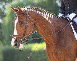 dressage horse Dianaster (Bavarian, 2007, from Donnerball)