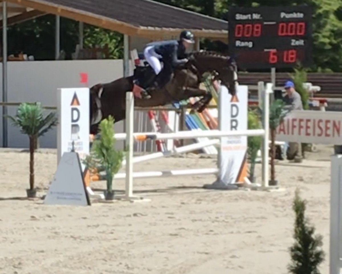 Springpferd Jessy XXV (Anglo Europäisches Sportpferd, 2014, von Denzel Vt Meulenhof)