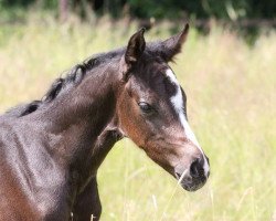 Zuchtstute Dia Khedira HS (Holsteiner, 2015, von Diarado)