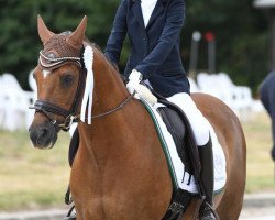 dressage horse Jumanji (German Riding Pony, 2001, from Jacobspeel's Rocky)