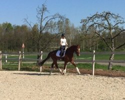 dressage horse Florenzius (Deutsches Sportpferd, 2015, from Franziskus FRH)