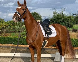 dressage horse Sky S (Westphalian, 2015, from Sir Heinrich OLD)