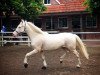 Springpferd Top Blue (Deutsches Reitpony, 2014, von Dempsey R)