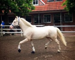 Springpferd Top Blue (Deutsches Reitpony, 2014, von Dempsey R)