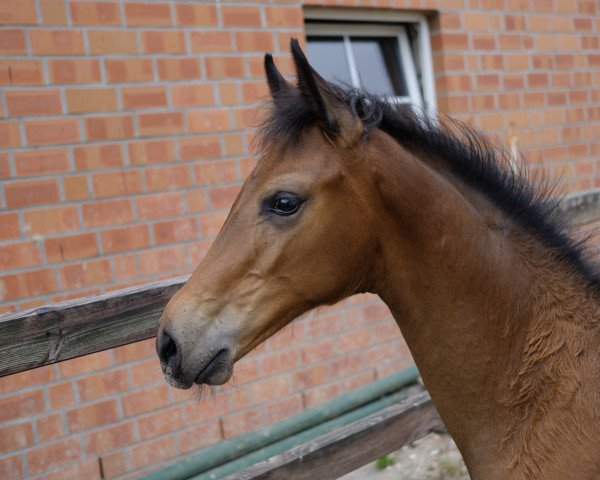 dressage horse Stute von Escamillo / Rock Forever I (Westphalian, 2019, from Escamillo)
