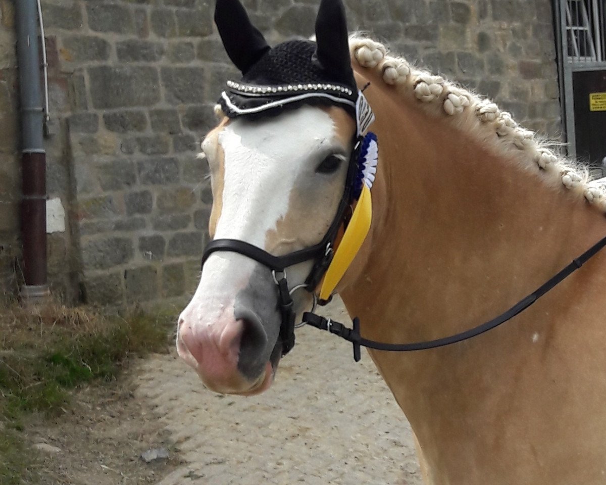 Dressurpferd Austrias Bob (Haflinger, 2007, von Austriacum)