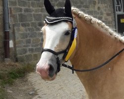 dressage horse Austrias Bob (Haflinger, 2007, from Austriacum)