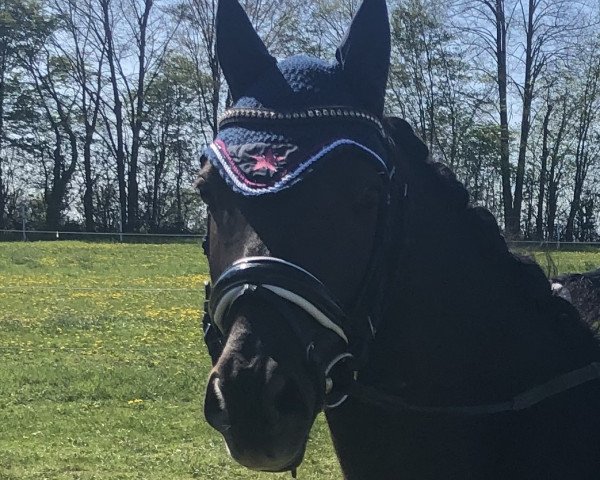 dressage horse Haertbreaker (German Riding Pony, 2006, from Homer)