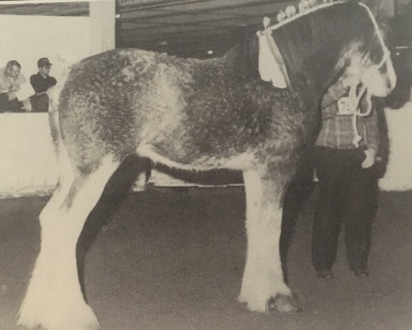 Zuchtstute Barlauchlan Queen of the Roses (Clydesdale, 1990, von Doura Sir Charles)