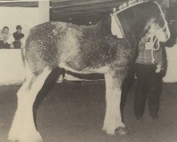 broodmare Barlauchlan Queen of the Roses (Clydesdale, 1990, from Doura Sir Charles)