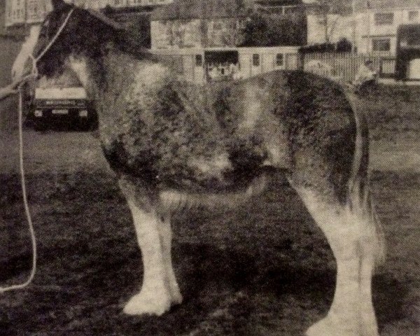 Zuchtstute Barlauchlan Lady Claire (Clydesdale, 1987, von Doura Magnificent)