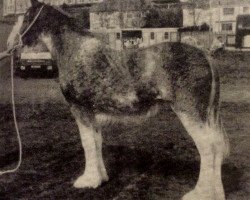 broodmare Barlauchlan Lady Claire (Clydesdale, 1987, from Doura Magnificent)