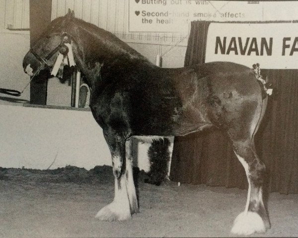 broodmare Bardrill Ideal Ladds Queenie (Clydesdale, 1993, from Ridge View Ideal Ladd)