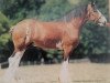 stallion Bardrill Ambition (Clydesdale, 1983, from Torrs Jubilee)