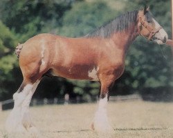 Deckhengst Bardrill Ambition (Clydesdale, 1983, von Torrs Jubilee)