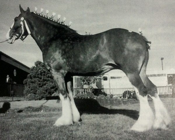 Zuchtstute Barclay's Classic Pearl (Clydesdale, 1992, von Inspector Floss)