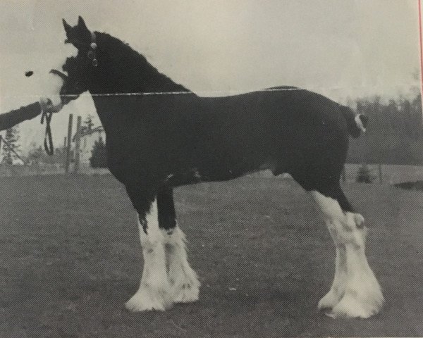 stallion Barcelo's Glenord Quincy's Dan (Clydesdale, 1992, from Northwest Glenord's Patrick)