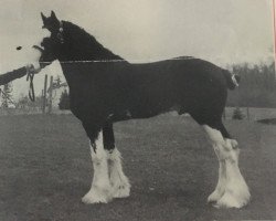 Deckhengst Barcelo's Glenord Quincy's Dan (Clydesdale, 1992, von Northwest Glenord's Patrick)