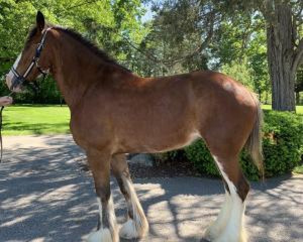 Zuchtstute Armageddon's Mistress Daphne (Clydesdale, 2015, von Westedge Major's Lucky)