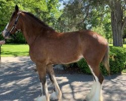 broodmare Armageddon's Mistress Daphne (Clydesdale, 2015, from Westedge Major's Lucky)