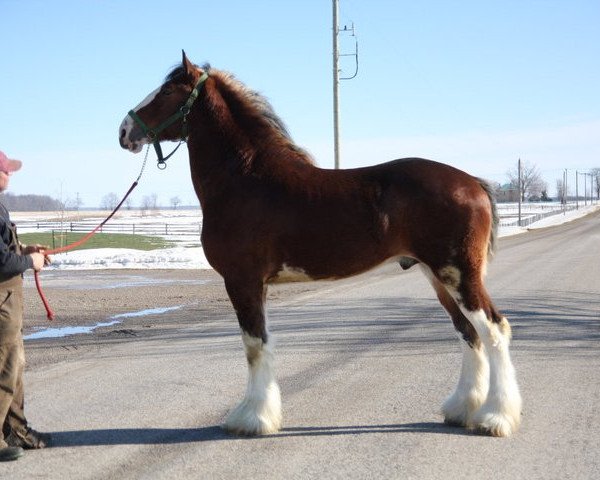 stallion Century Lane Majestic (Clydesdale, 2008, from Pinnacle's Sensational Azar)