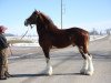 stallion Century Lane Majestic (Clydesdale, 2008, from Pinnacle's Sensational Azar)