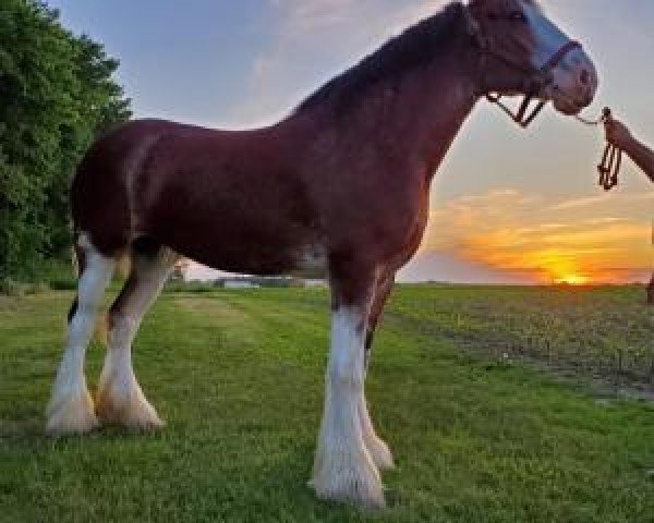 broodmare Alamar Emma Lou (Clydesdale, 2011, from Century Lane Majestic)