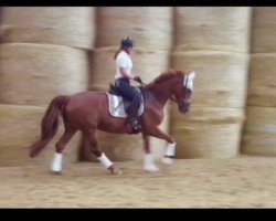 dressage horse Paisley 14 (Westphalian, 2010, from Peking)