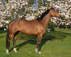 broodmare La Vida loca (Hanoverian, 2000, from Longchamp)