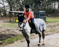 dressage horse Grace 411 (Mecklenburg, 2007, from Grey Hope)