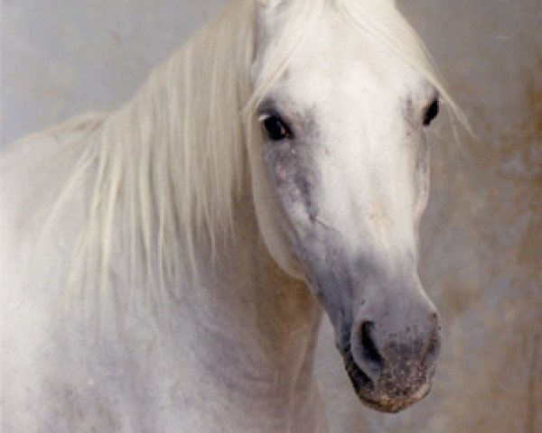 broodmare Dyana (British Sport Horse, 1982, from Nasib ox)