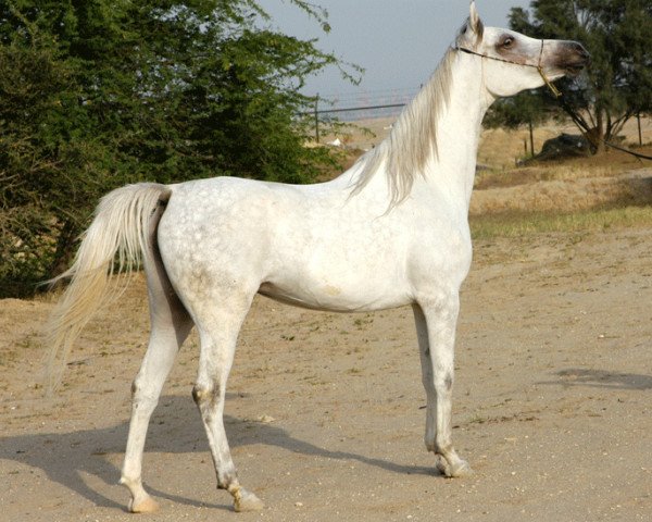 Zuchtstute Anubis Al Nasser (British Sport Horse, 2001, von Alidaar 1984 EAO)