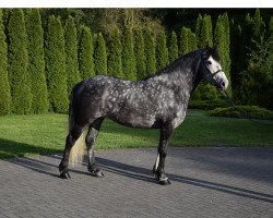 Pferd Histamina (Polnisches Warmblut, 2014)