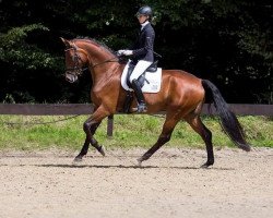 dressage horse Frozen Daiquirii (Oldenburg, 2010, from Florencio I)