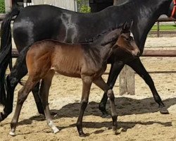 horse Bogotá (Trakehner, 2019, from Singolo)