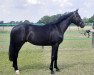 dressage horse Simply Simon 4 (Austrian Warmblood, 2019, from Sandro Hit)