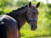 dressage horse Dulcinea At (German Riding Pony, 2015, from Dance Star AT)