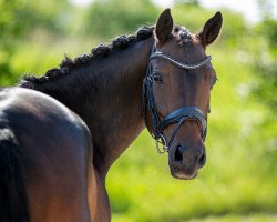 dressage horse Dulcinea At (German Riding Pony, 2015, from Dance Star AT)