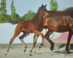 dressage horse Hengst von Apollon / Rockwell (Westphalian, 2019, from Apollon)