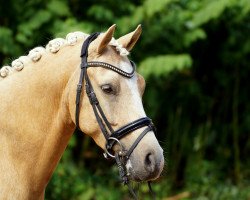 dressage horse Davinci Gold T (German Riding Pony, 2014, from Danny Gold)