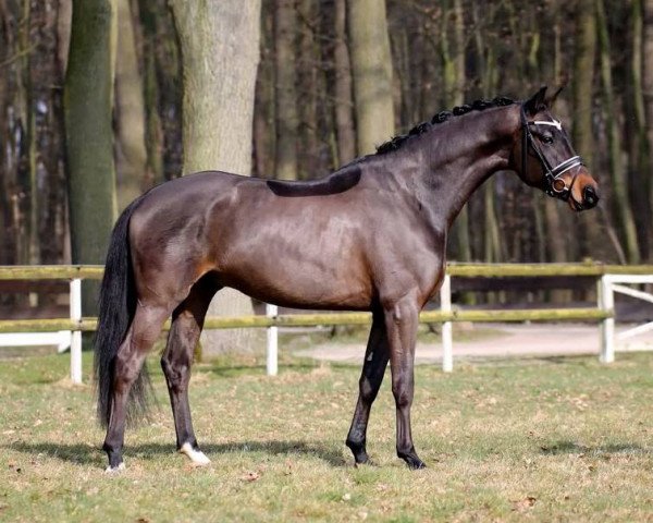 dressage horse Double O Seven (Hanoverian,  , from Dressage Royal)