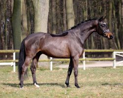 dressage horse Double O Seven (Hanoverian,  , from Dressage Royal)