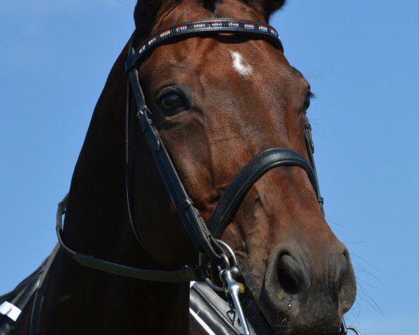 dressage horse Weltniveau (Oldenburg, 2000, from Welton)