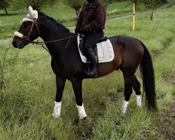 dressage horse Scirocco (Austrian Warmblood, 2017, from Scolari)